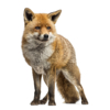 Fox